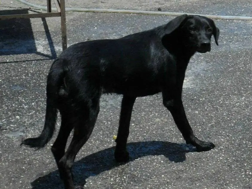 Adozione cane, maschio, meticcio, 14 anni e 8 mesi, taglia media, Messina