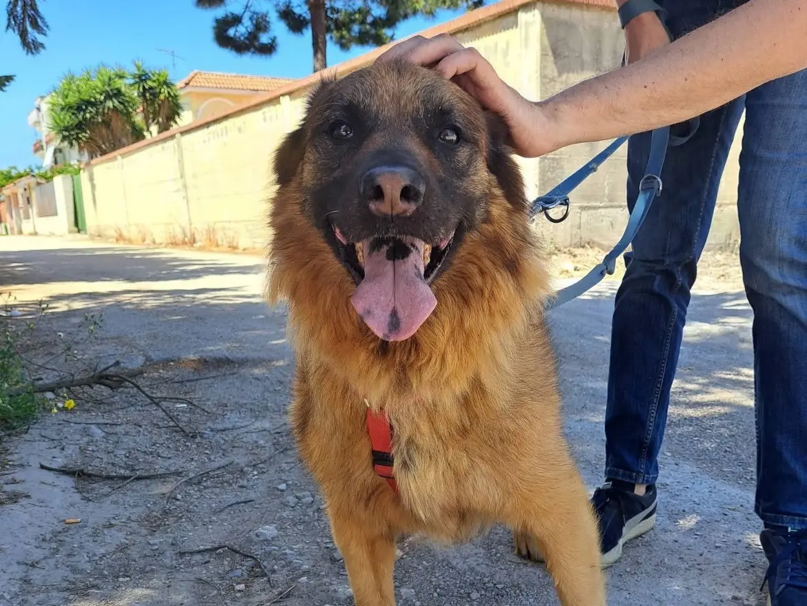 Adozione cane, maschio, Volpino di Pomerania Razza sconosciuta, 9 anni e 4 mesi, taglia media, Caserta