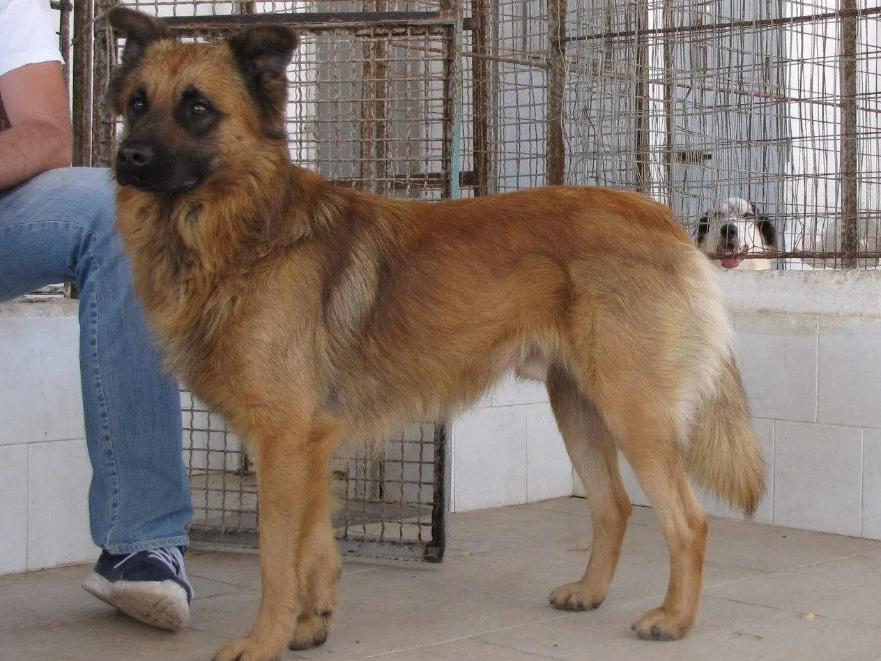 Adotta un cane, maschio, 9 anni e 4 mesi, Caserta