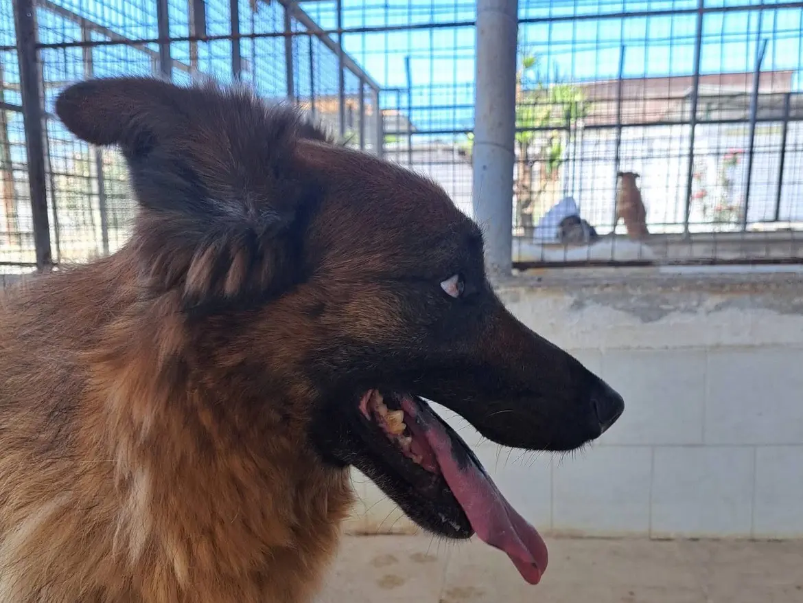 Adotta il cane PICCOL a Caserta