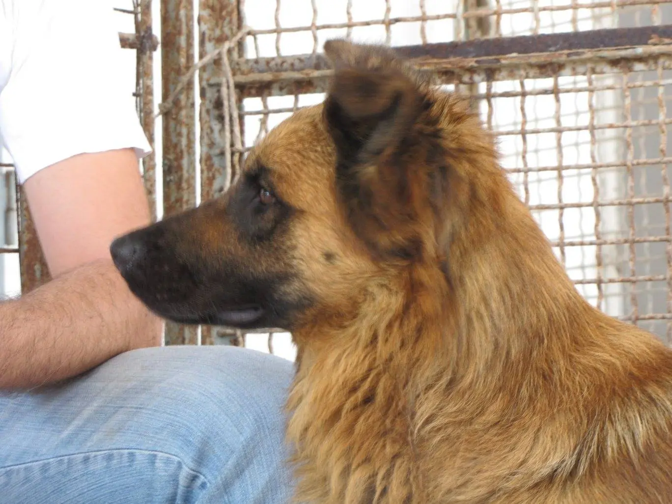 Vuoi adottare un cane a Caserta?