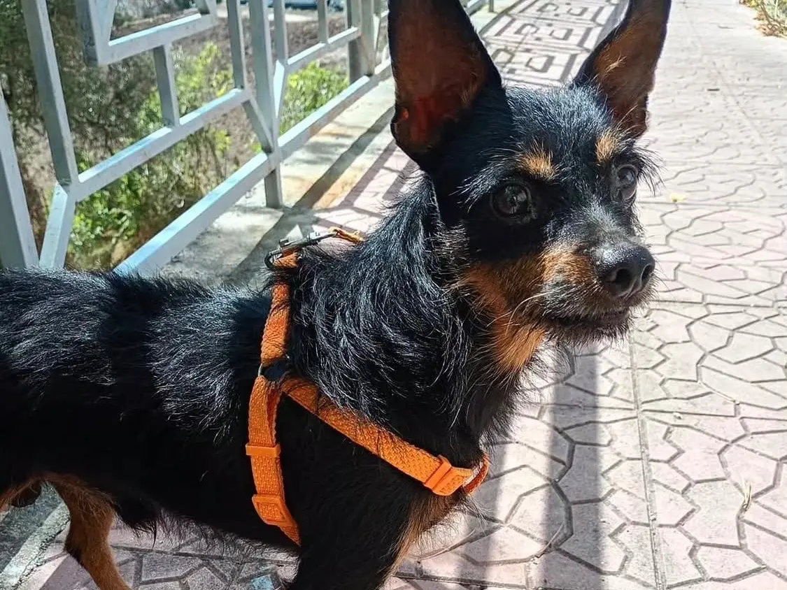 Adozione cane, maschio, Razza sconosciuta Razza sconosciuta, 7 anni e 9 mesi, taglia piccola, Vibo