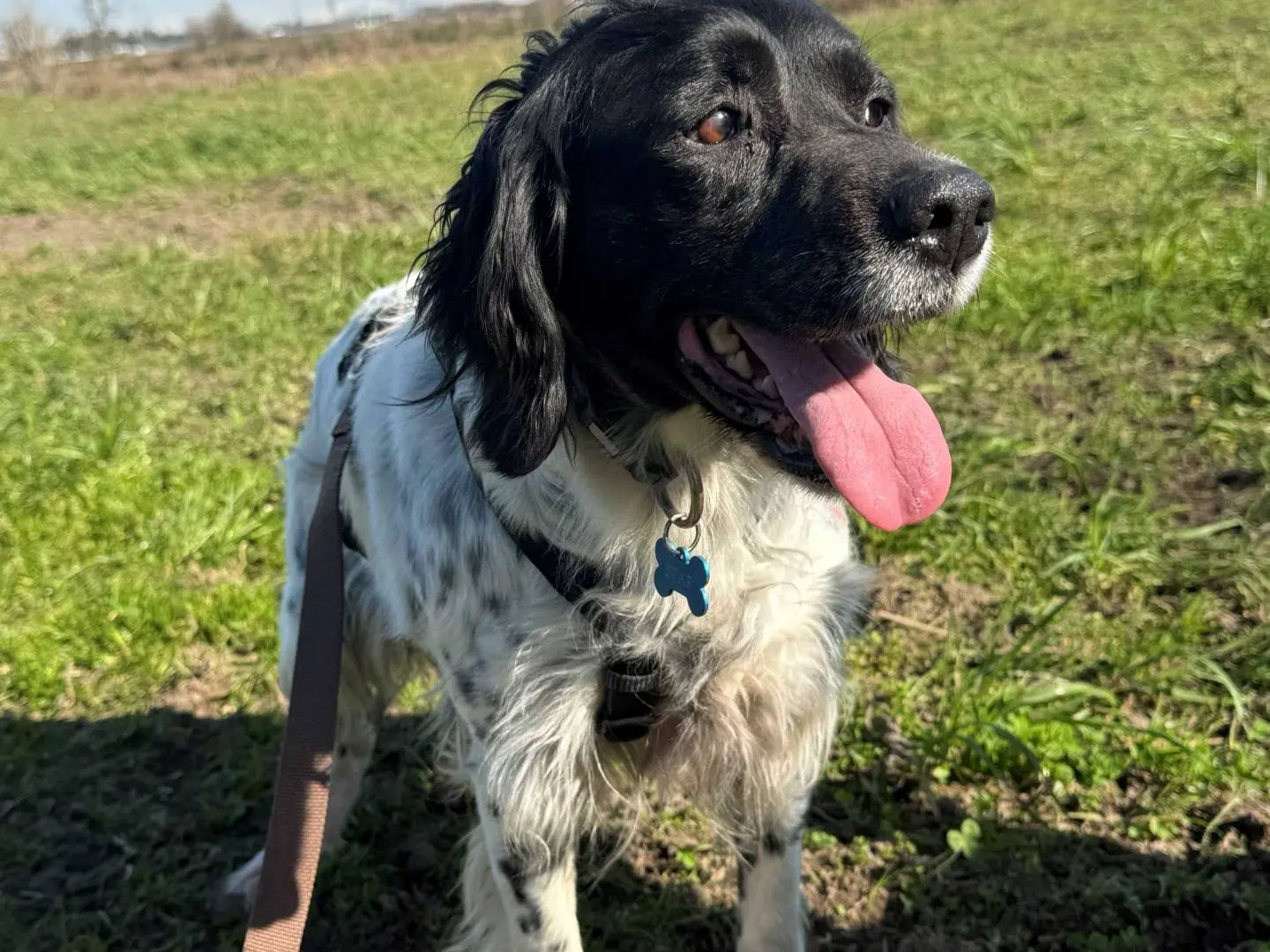 Adotta un cane, taglia media, femmina, Milano