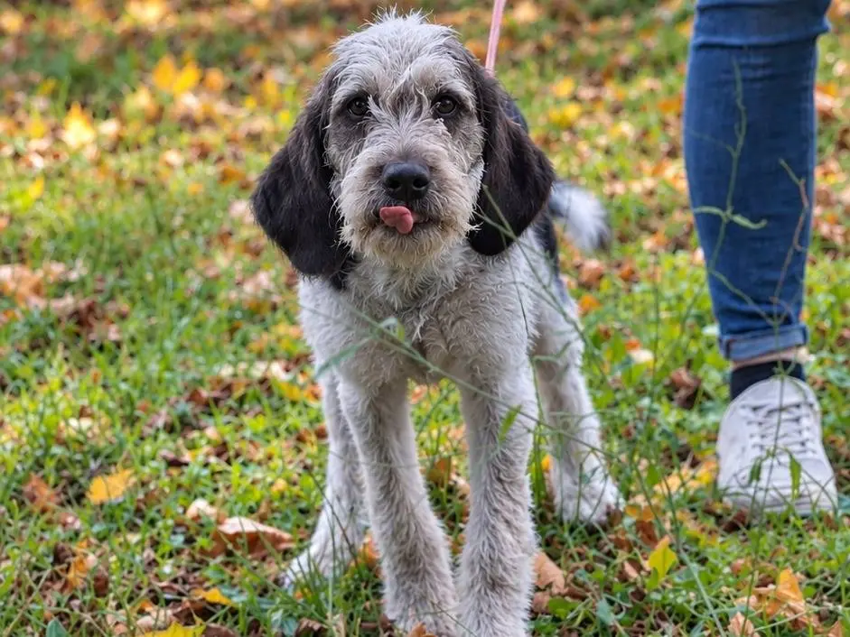 Adozione cane, maschio, Spinone Razza sconosciuta, 3 mesi, taglia media, Rieti