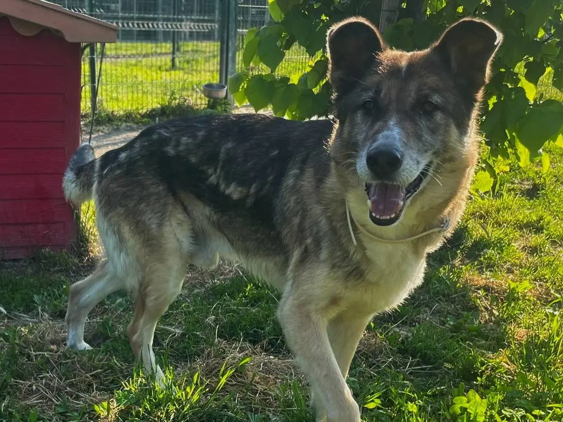 Adotta un cane, maschio, 6 anni e 8 mesi, Torino