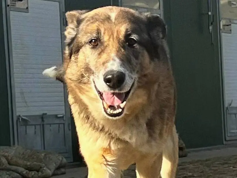Adozione cane, maschio, Pastore tedesco Razza sconosciuta, 6 anni e 8 mesi, taglia media, Torino