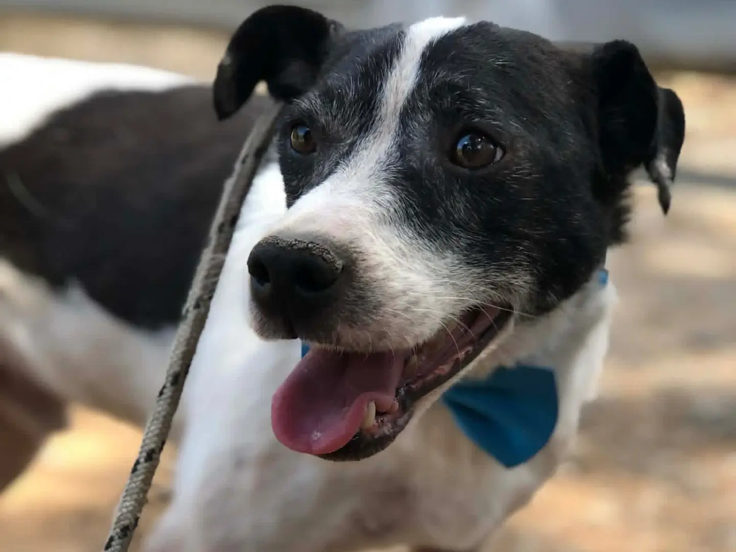 Adotta il cane Mino a Latina