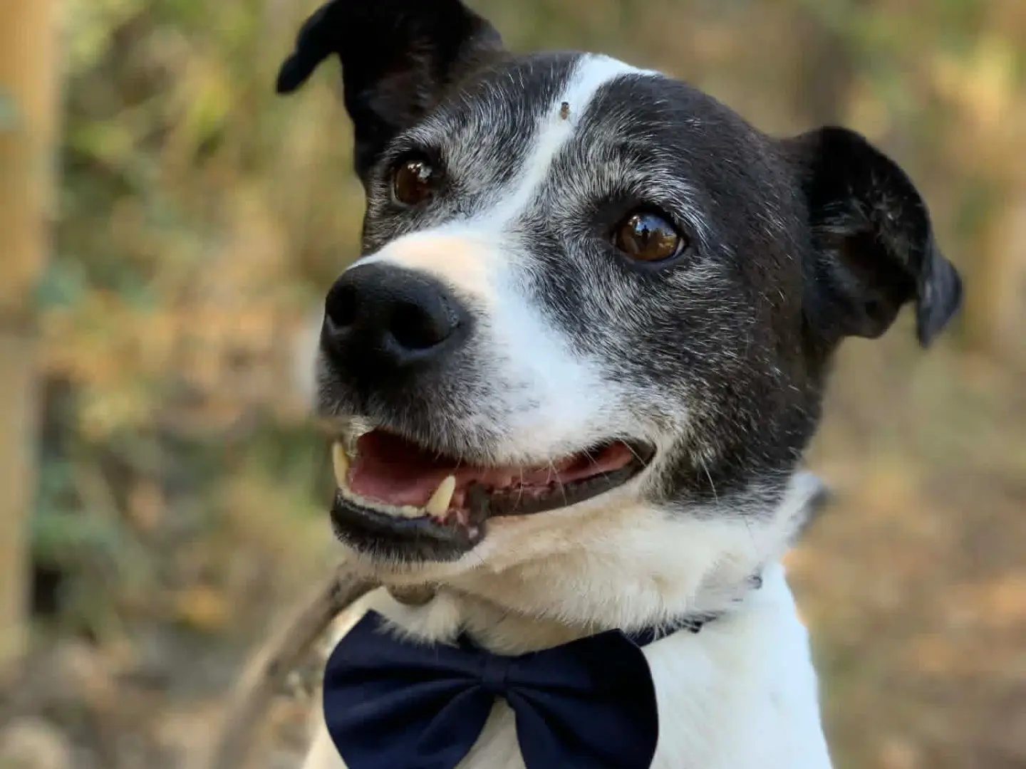 Adozione cane, maschio, Razza sconosciuta Razza sconosciuta, 8 anni e 4 mesi, taglia media contenuta, Latina