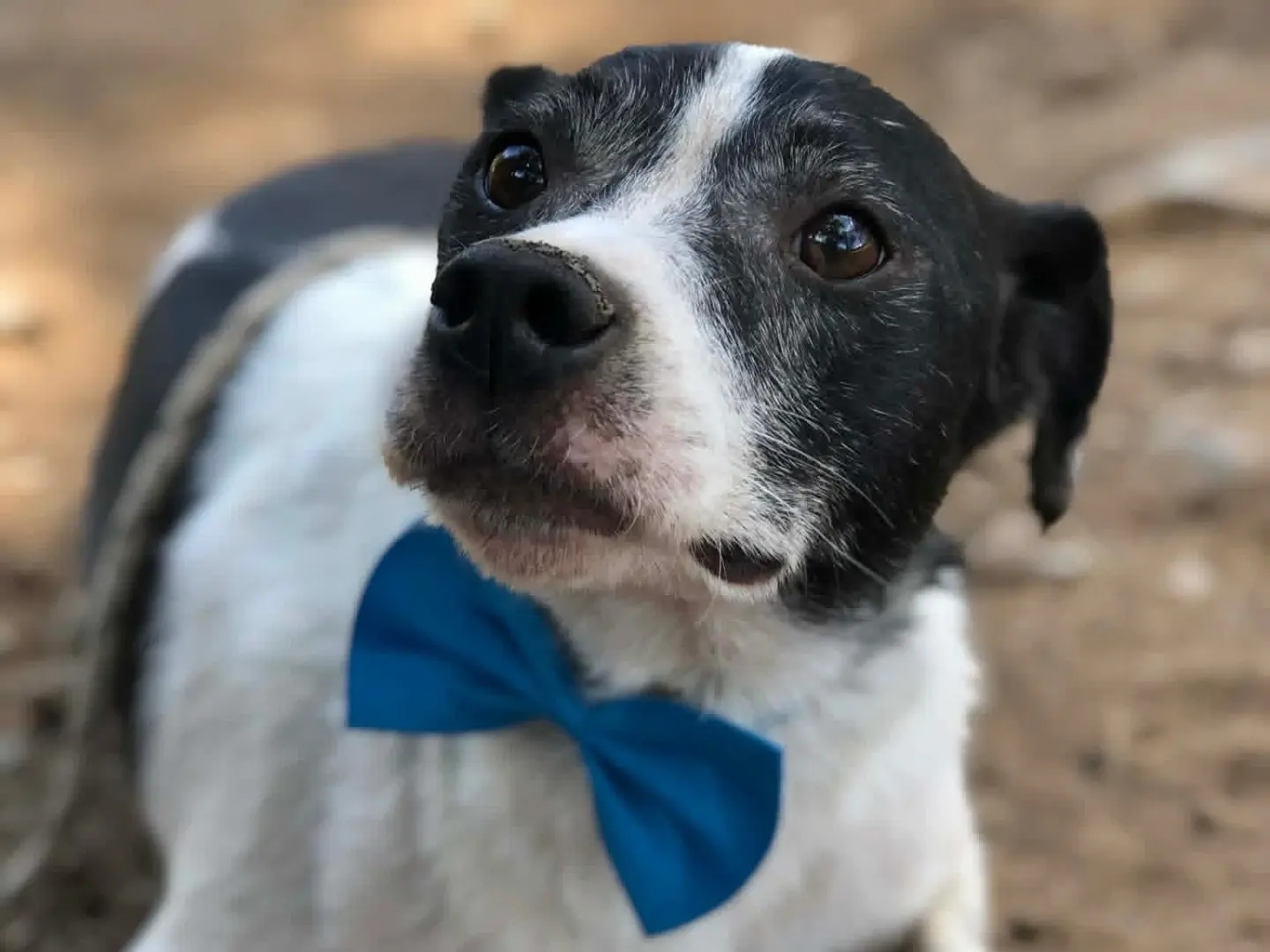 Adotta un cane, maschio, 8 anni e 4 mesi, Latina