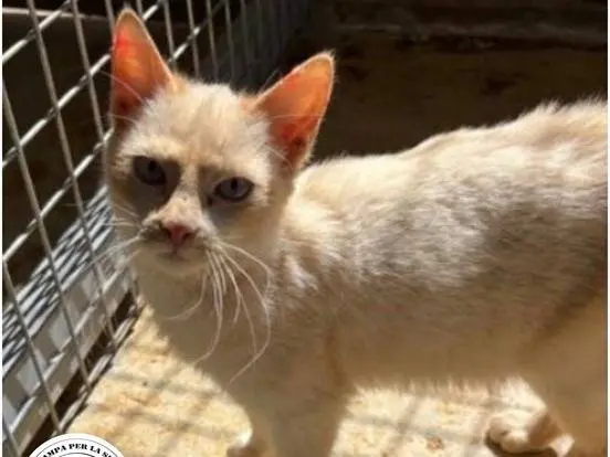 Adozione gatto, maschio, Razza sconosciuta Razza sconosciuta, 9 mesi, taglia non valida, Milano