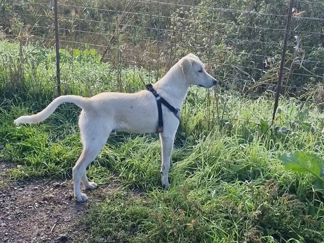 Vuoi adottare un cane a Palermo?