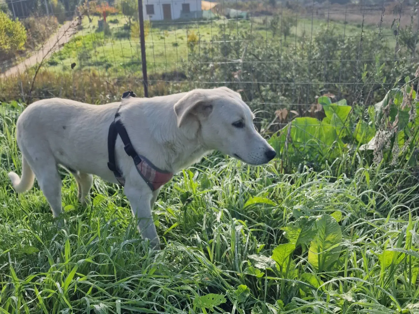 Adotta il cane TEO a Palermo