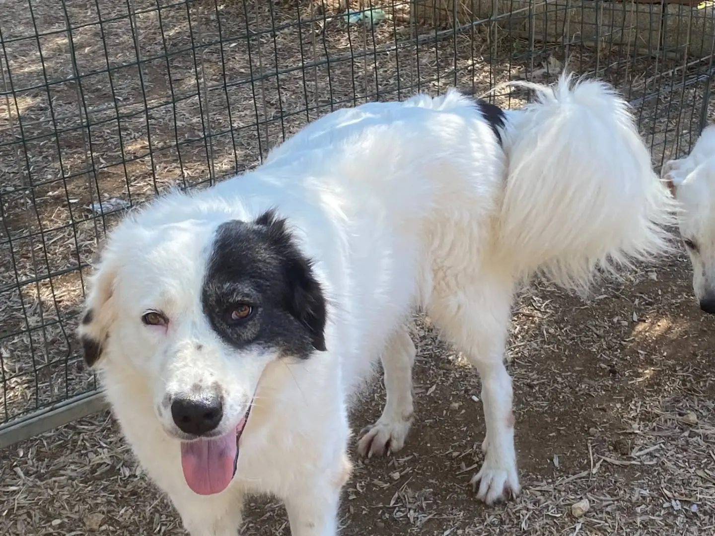 Foto 3 dell'animale
