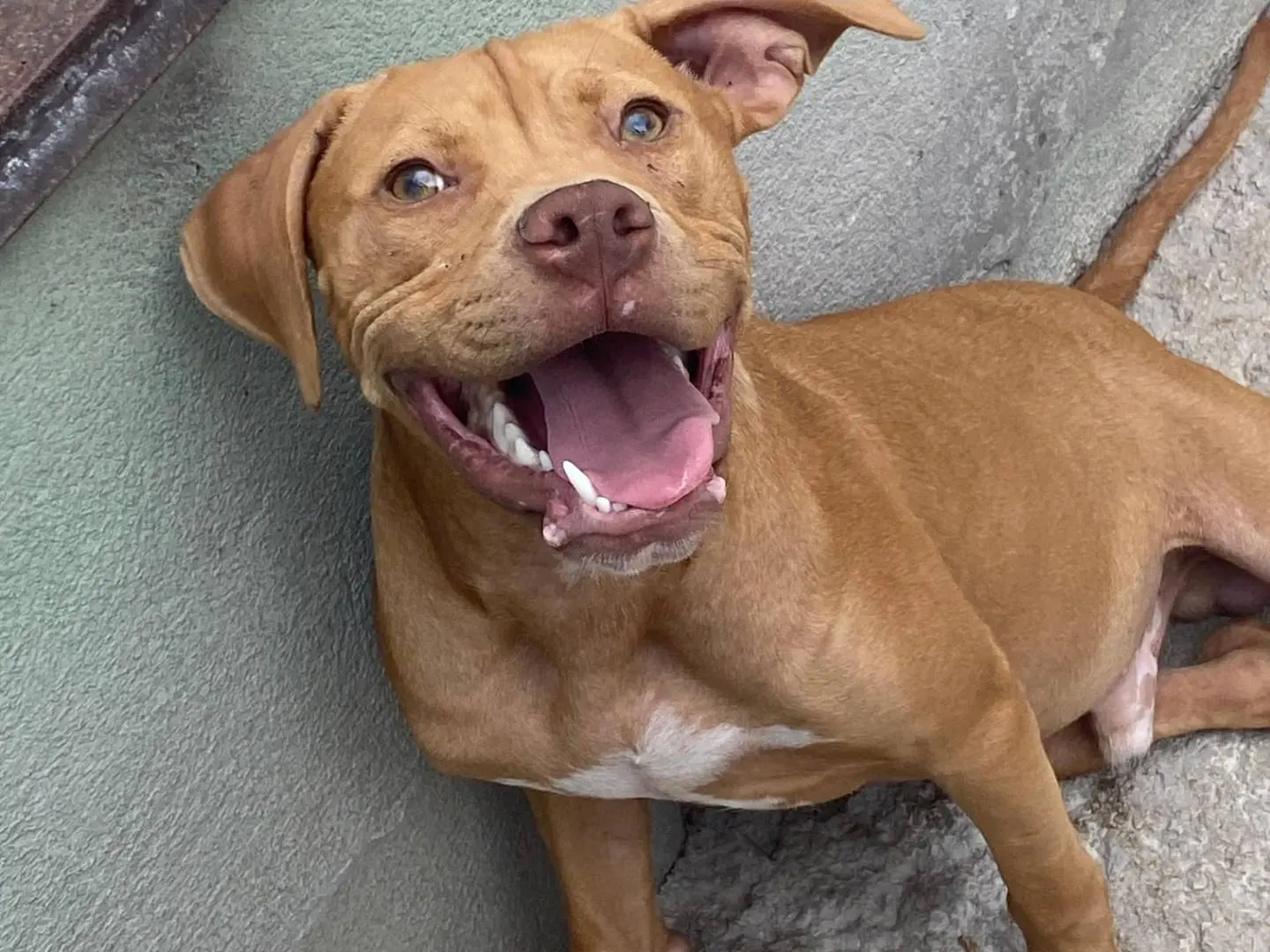 Adozione cane, maschio, Pitbull Razza sconosciuta, 1 anno, taglia media, Avellino