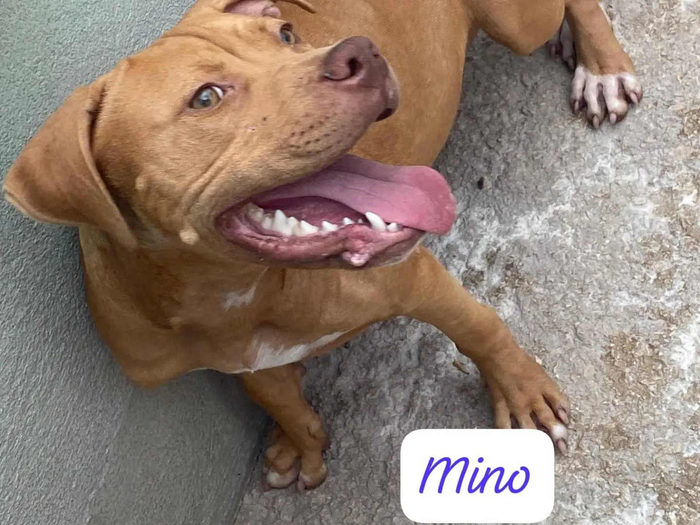 Adotta un cane, maschio, 1 anno, Avellino
