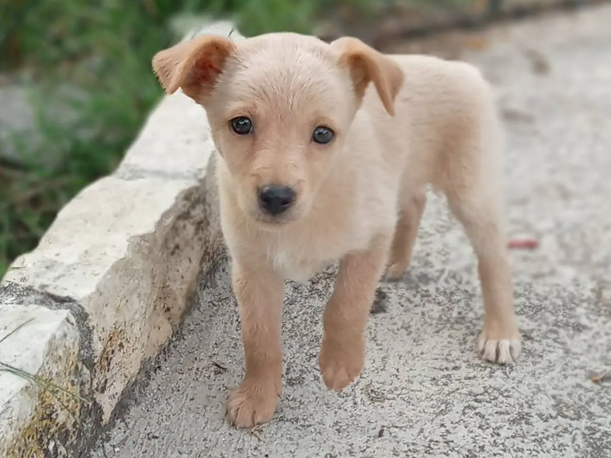 Adozione cane, femmina, Razza sconosciuta Razza sconosciuta, 4 mesi, taglia piccola, Frosinone