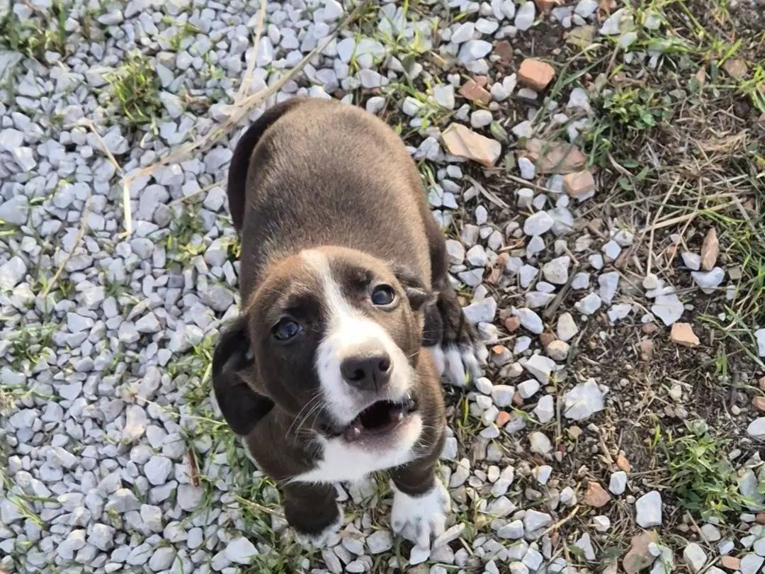 Adotta un cane, taglia piccola, maschio, Potenza