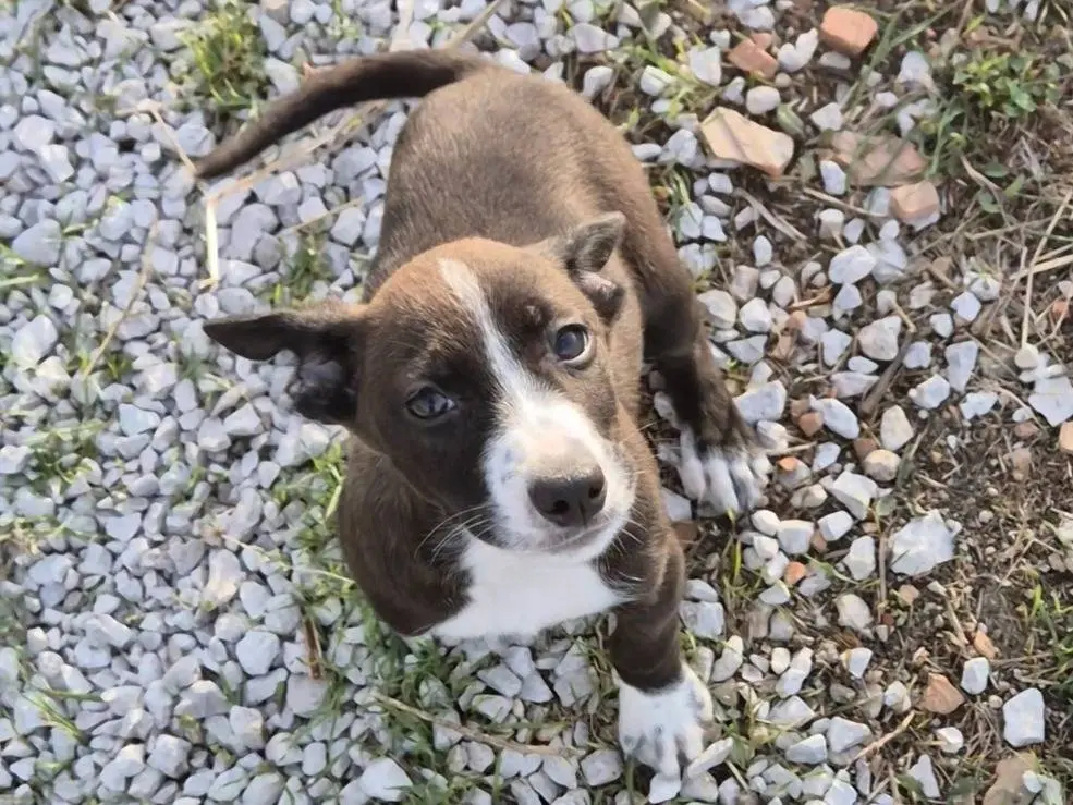Adotta un cane, maschio, 2 mesi, Potenza