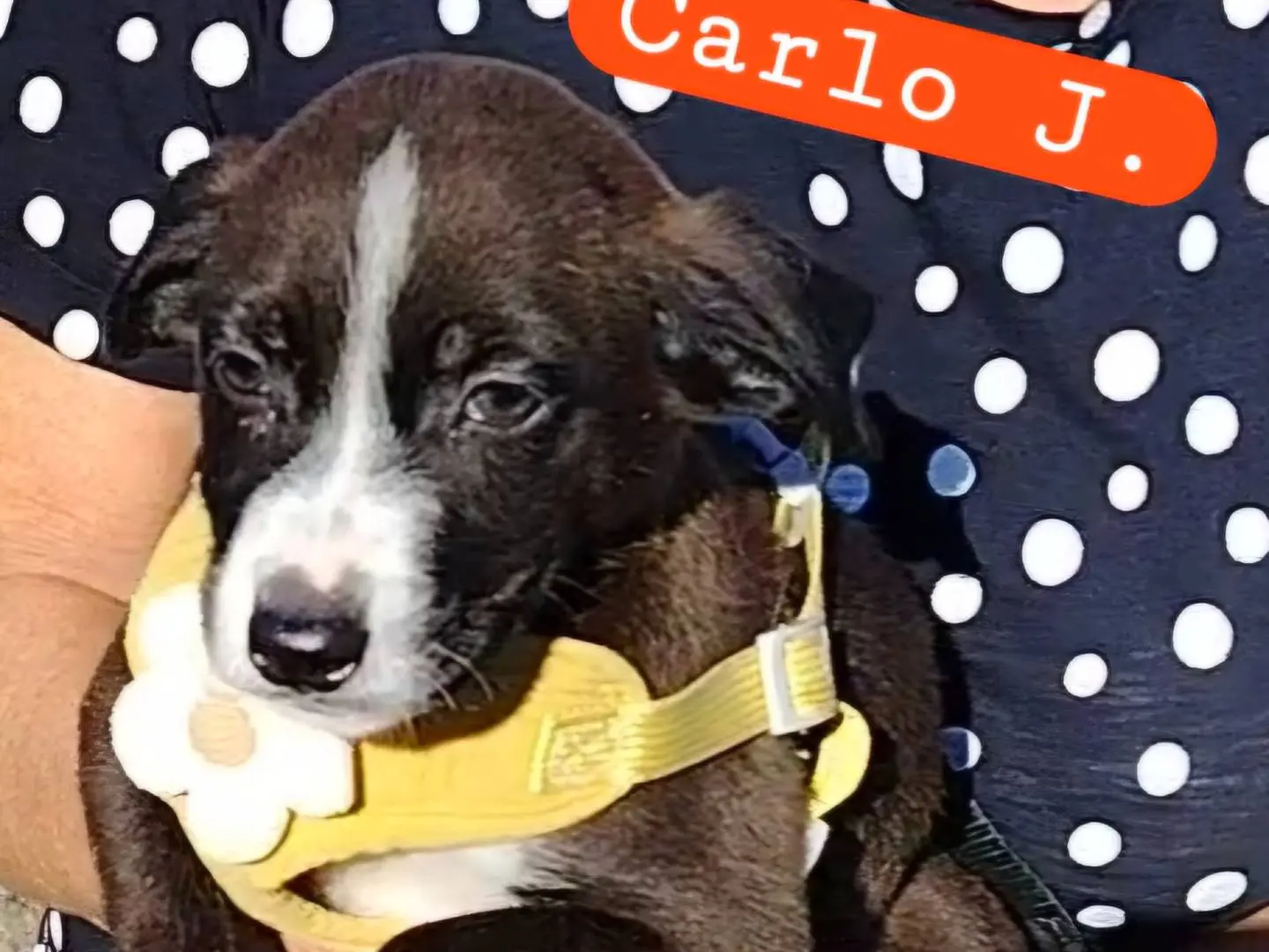 Adozione cane, maschio, Razza sconosciuta Razza sconosciuta, 2 mesi, taglia piccola, Potenza