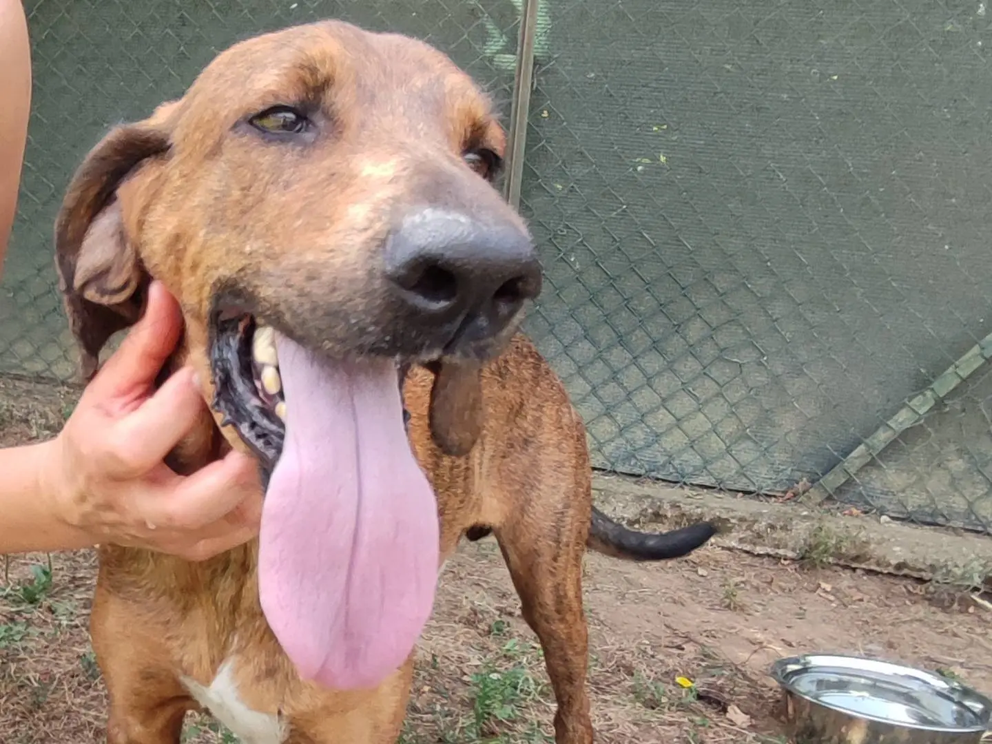 Adotta un cane, maschio, 4 anni e 8 mesi, Viterbo