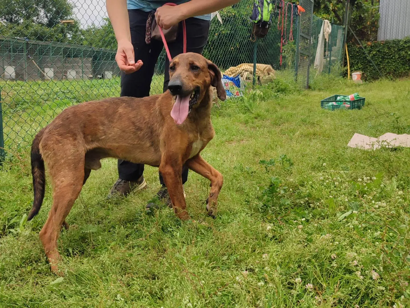 Adotta un cane, taglia media, maschio, Viterbo