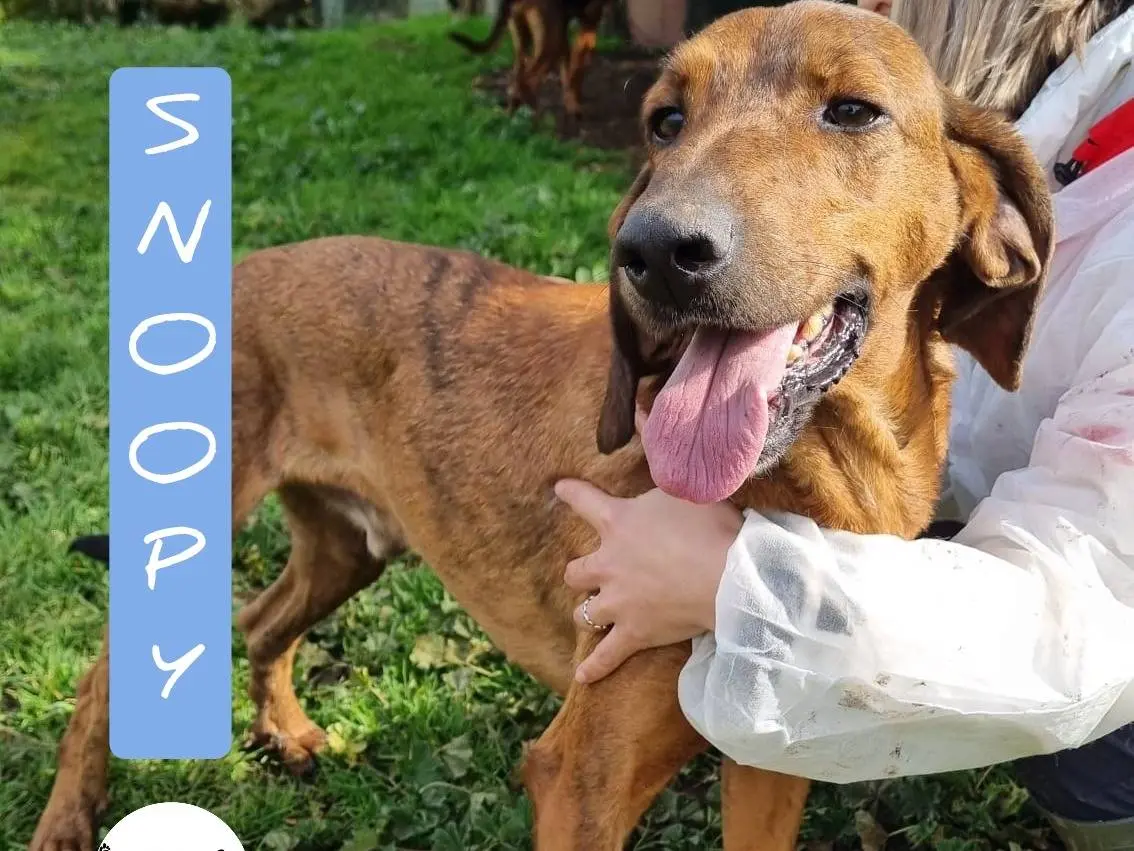 Adozione cane, maschio, Segugio Razza sconosciuta, 4 anni e 8 mesi, taglia media, Viterbo