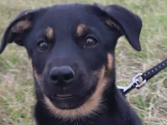 Adozione cane, maschio, Razza sconosciuta Razza sconosciuta, 3 mesi, taglia media contenuta, Cremona