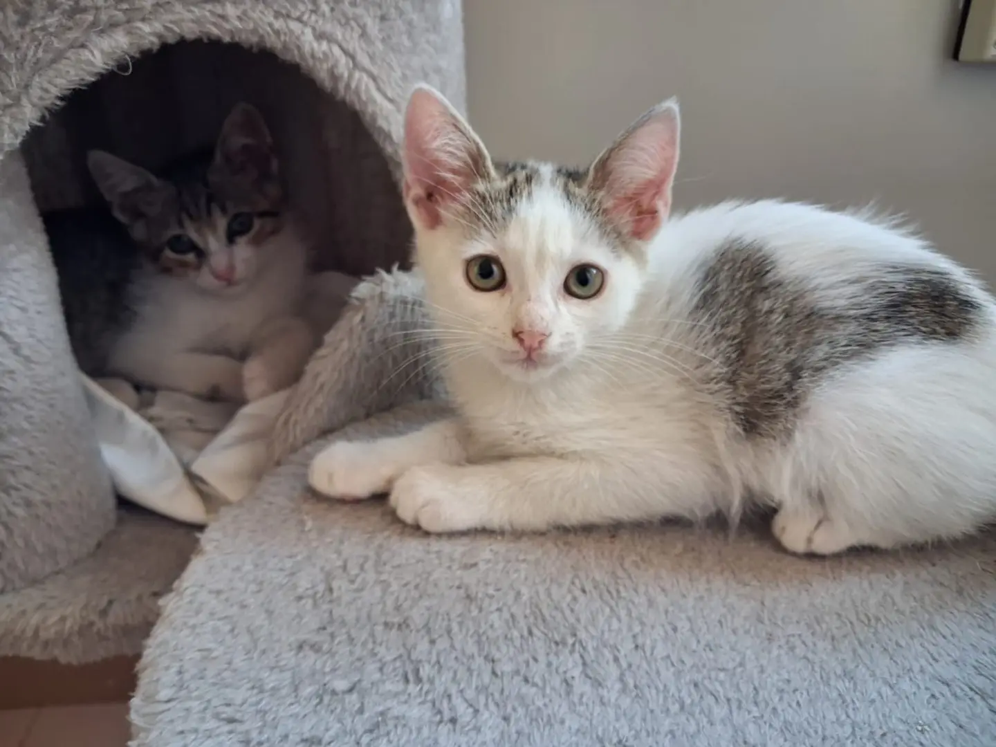 Adotta un gatto, taglia non valida, maschio, Matera