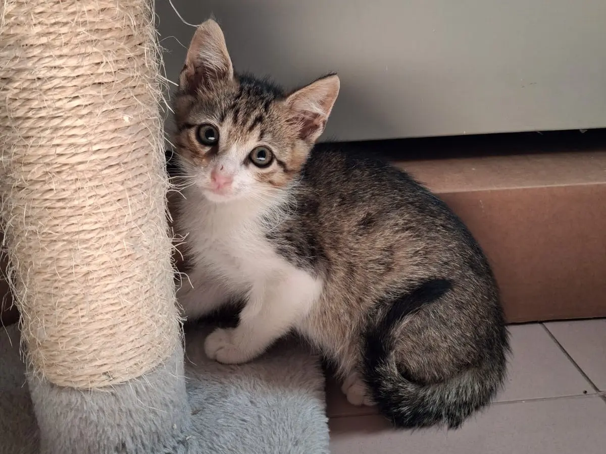 Adotta un gatto, maschio, 6 mesi, Matera