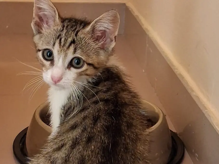 Adozione gatto, maschio, Razza sconosciuta Razza sconosciuta, 6 mesi, taglia non valida, Matera