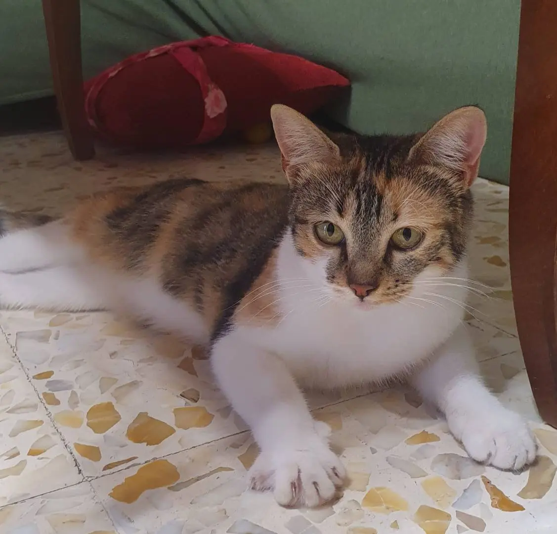 Adozione gatto, femmina, meticcio, 3 anni e 5 mesi, taglia non valida, Napoli