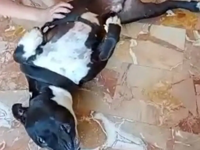 Vuoi adottare un cane a Mantova?