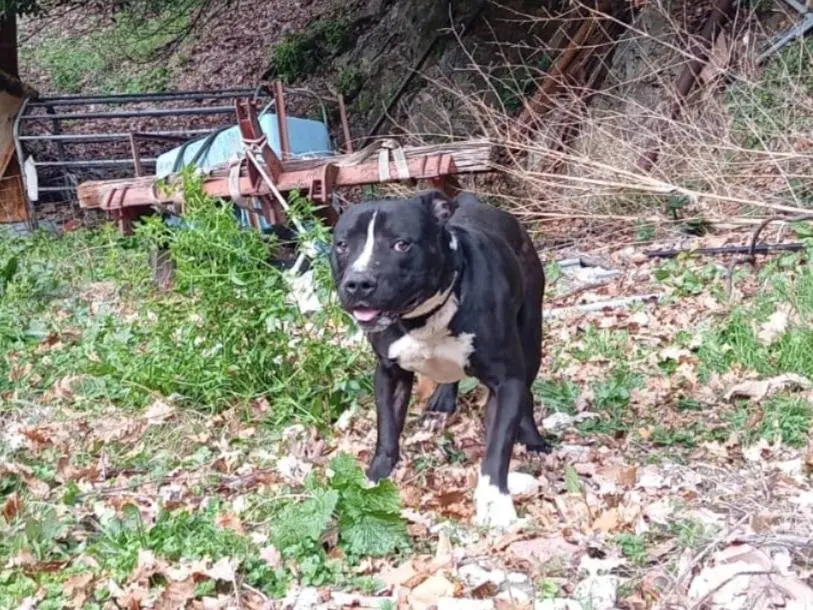 Adotta il cane Aaron a Mantova