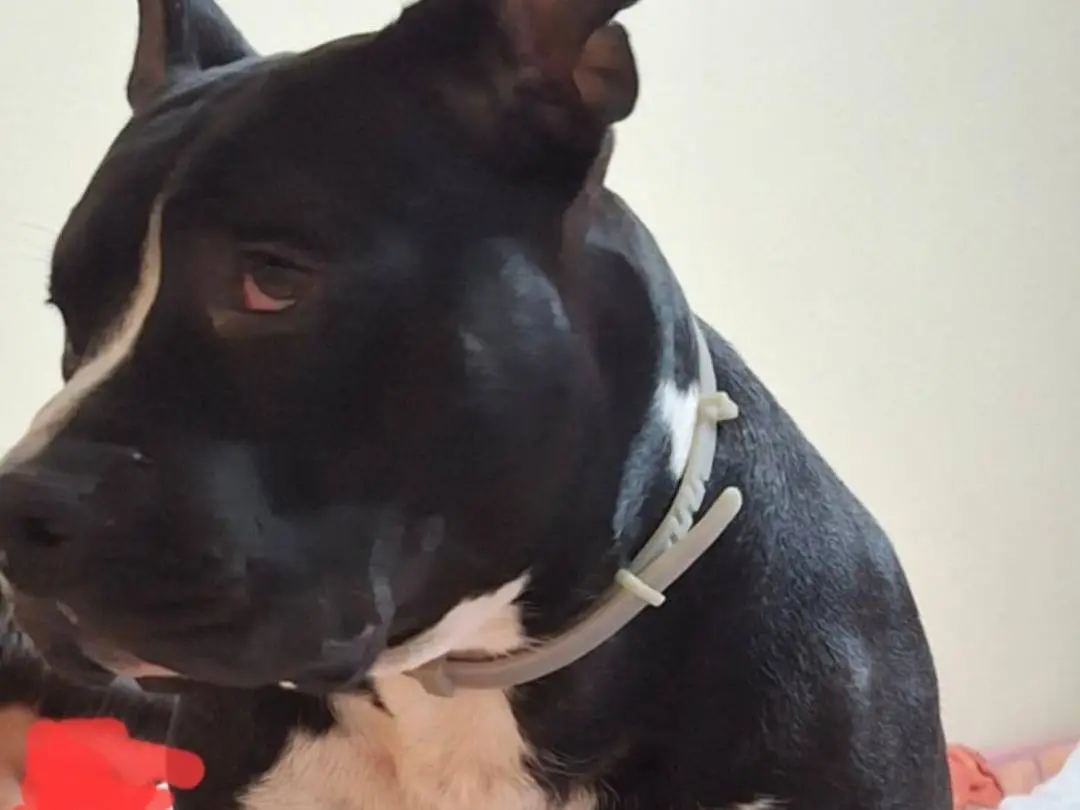 Adotta un cane, taglia grande, maschio, Mantova