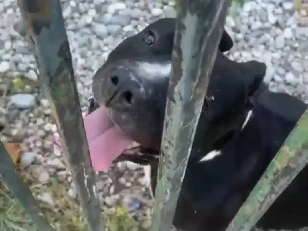 Adotta un cane, maschio, 3 anni e 4 mesi, Mantova