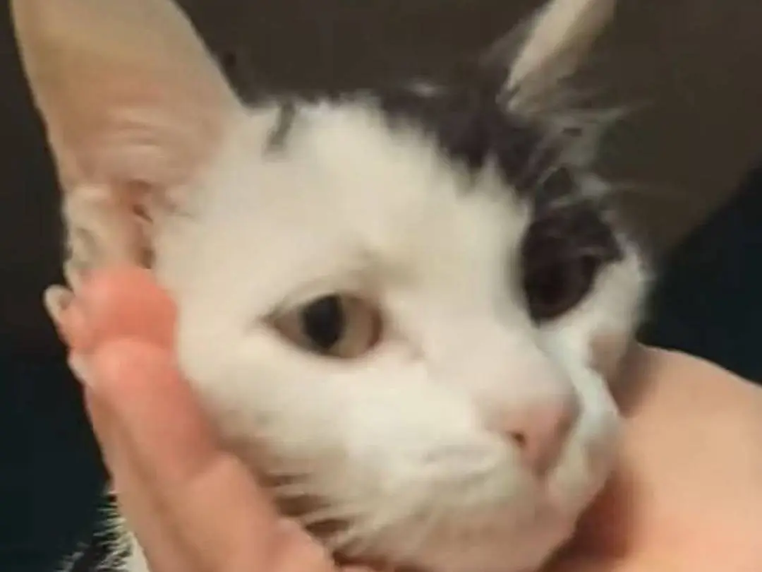 Adotta un gatto, maschio, 2 anni e 1 mese, Bari
