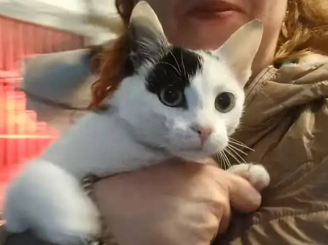 Adozione gatto, maschio, Razza sconosciuta Razza sconosciuta, 2 anni e 1 mese, taglia non valida, Bari