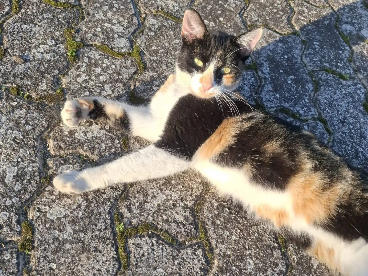 Adozione gatto, femmina, Razza sconosciuta Razza sconosciuta, 2 anni e 8 mesi, taglia non valida, Caserta