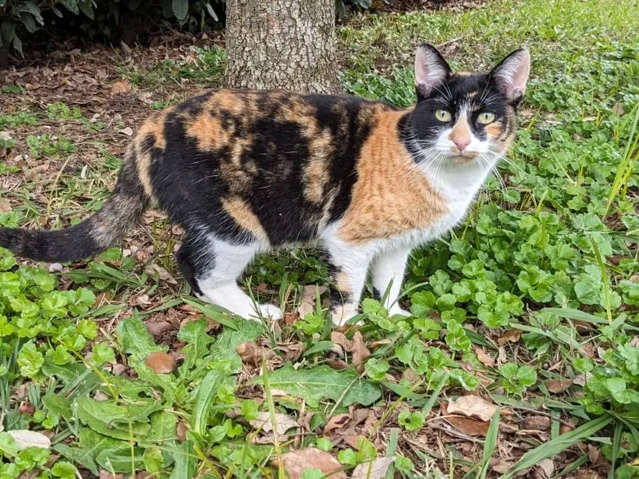 Adotta un gatto, femmina, 2 anni e 8 mesi, Caserta