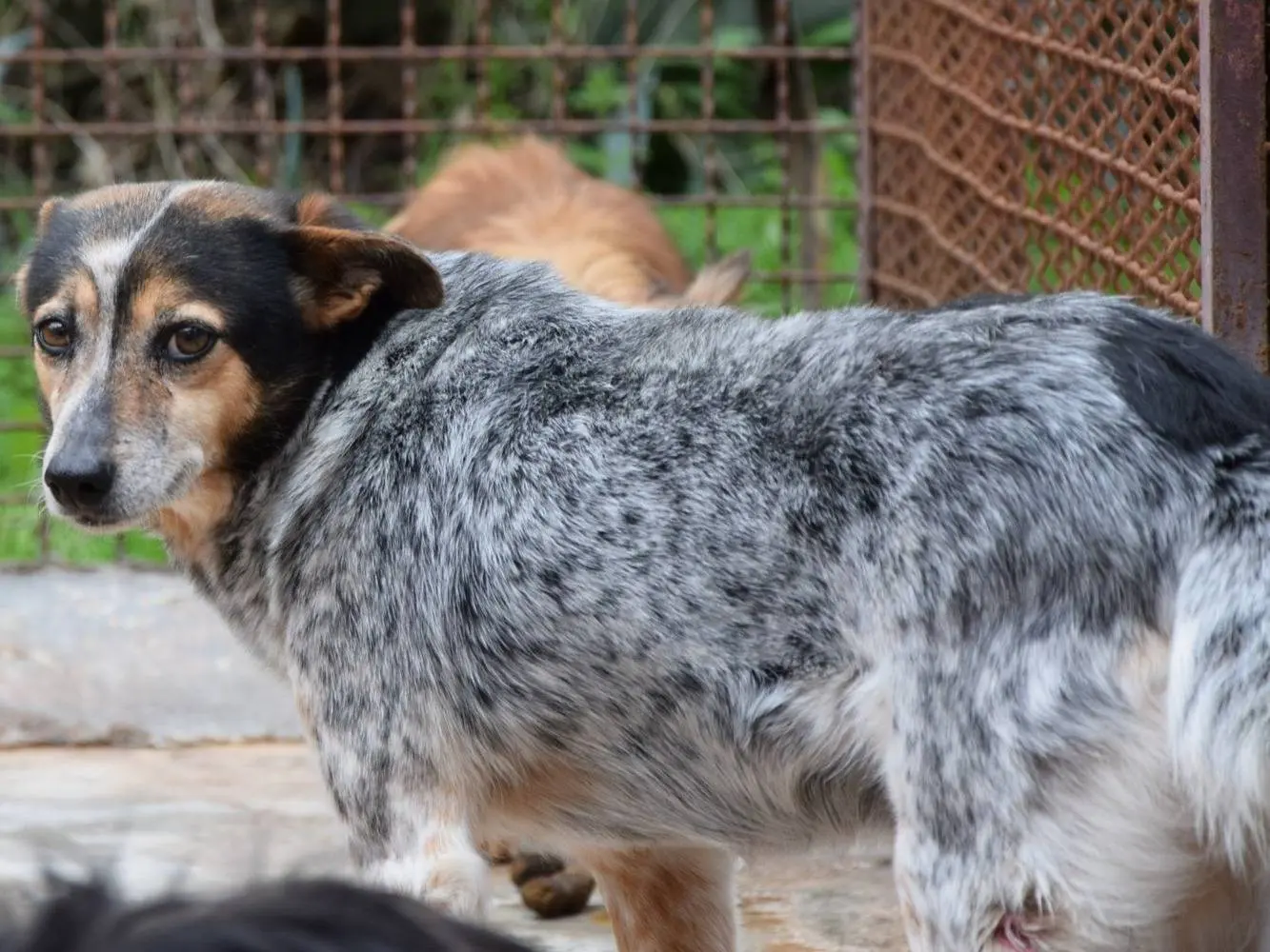 Adozione cane, femmina, Razza sconosciuta Razza sconosciuta, 9 anni e 10 mesi, taglia media contenuta, Chieti