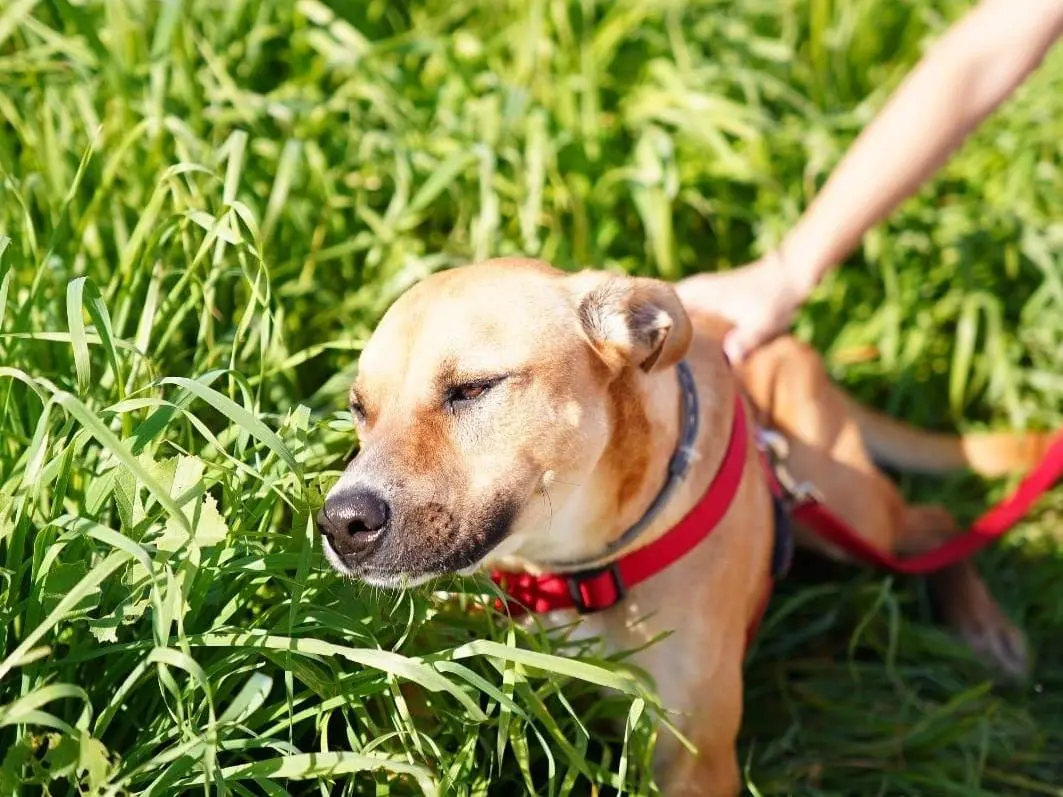Adotta un cane, taglia media, maschio, Caserta