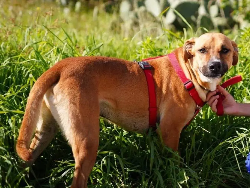 Adotta un cane, maschio, 4 anni e 8 mesi, Caserta