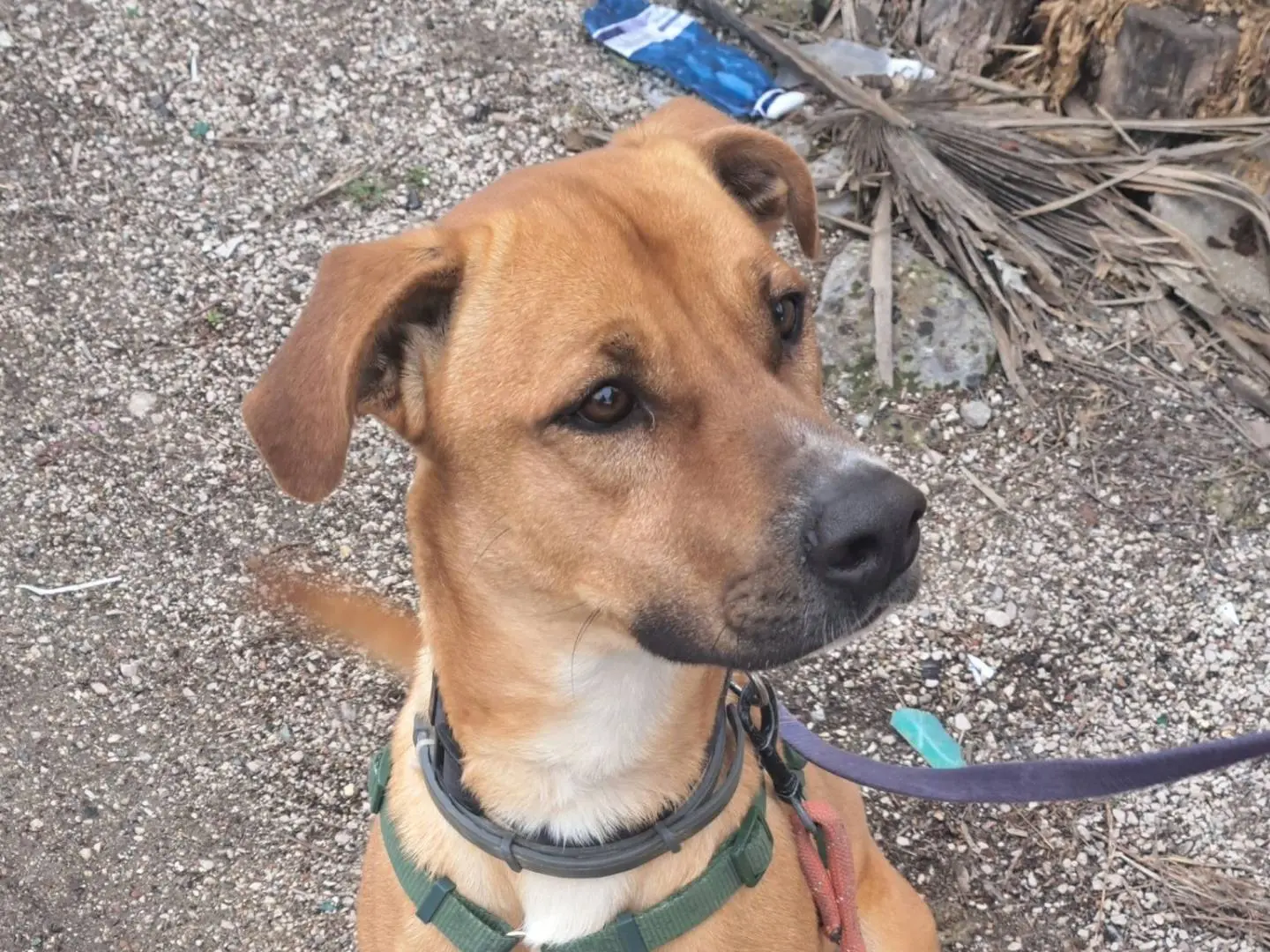 Vuoi adottare un cane a Caserta?