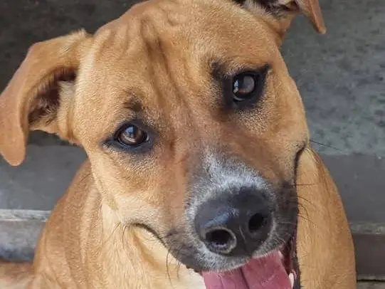 Adozione cane, maschio, Razza sconosciuta Razza sconosciuta, 4 anni e 8 mesi, taglia media, Caserta