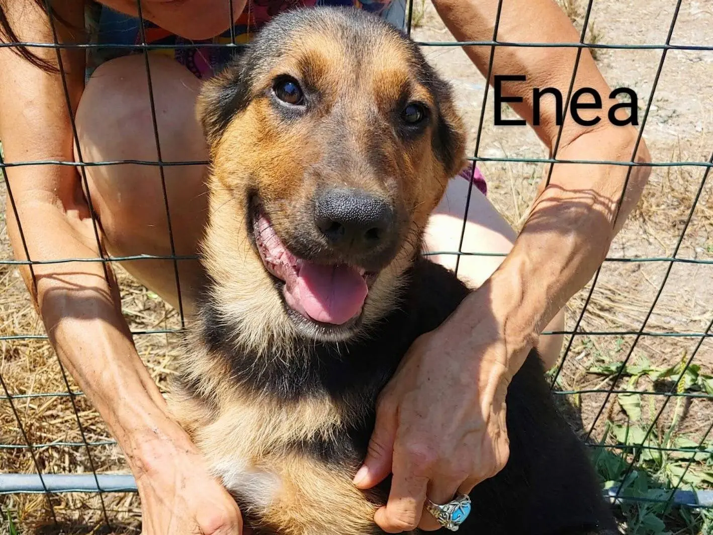 Adotta un cane, maschio, 1 anno e 6 mesi, Messina