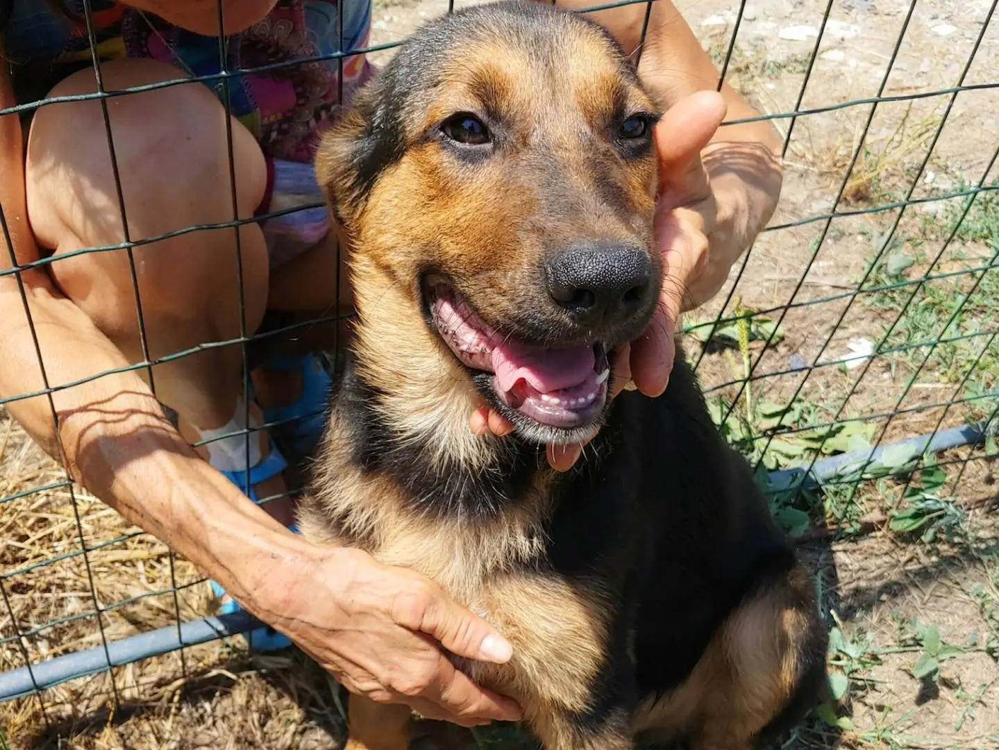 Adozione cane, maschio, Razza sconosciuta Razza sconosciuta, 1 anno e 6 mesi, taglia media contenuta, Messina