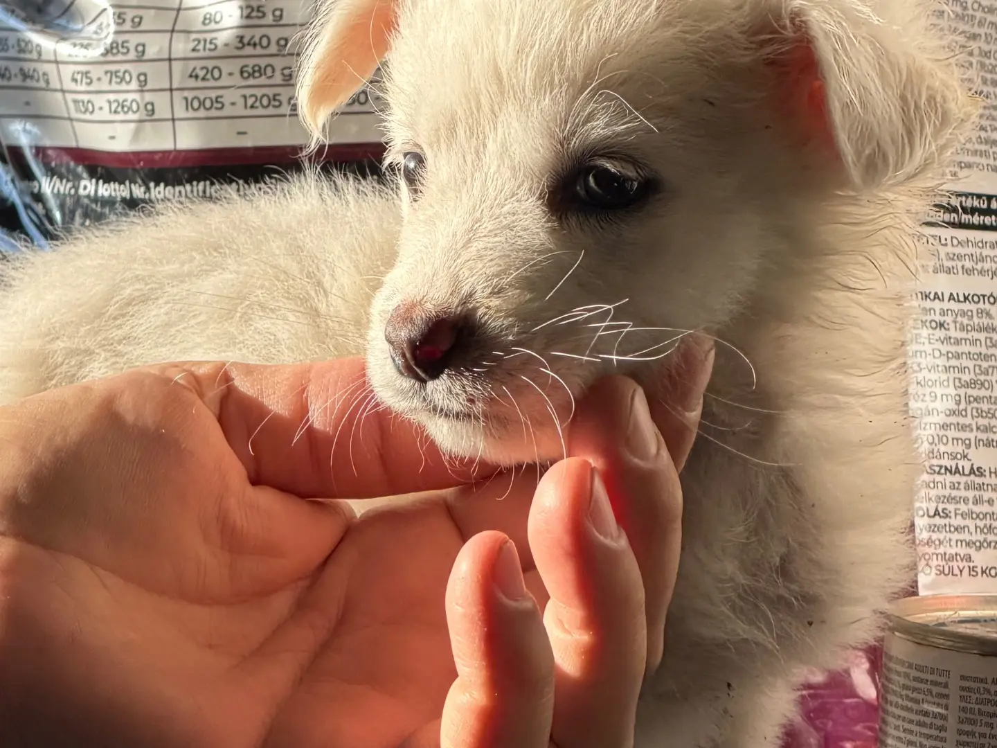 Adotta il cane Jessie a Catanzaro