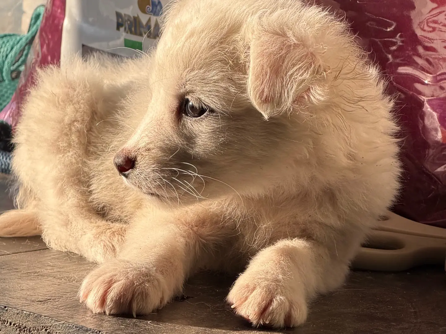 Adotta un cane, femmina, 1 mese, Catanzaro