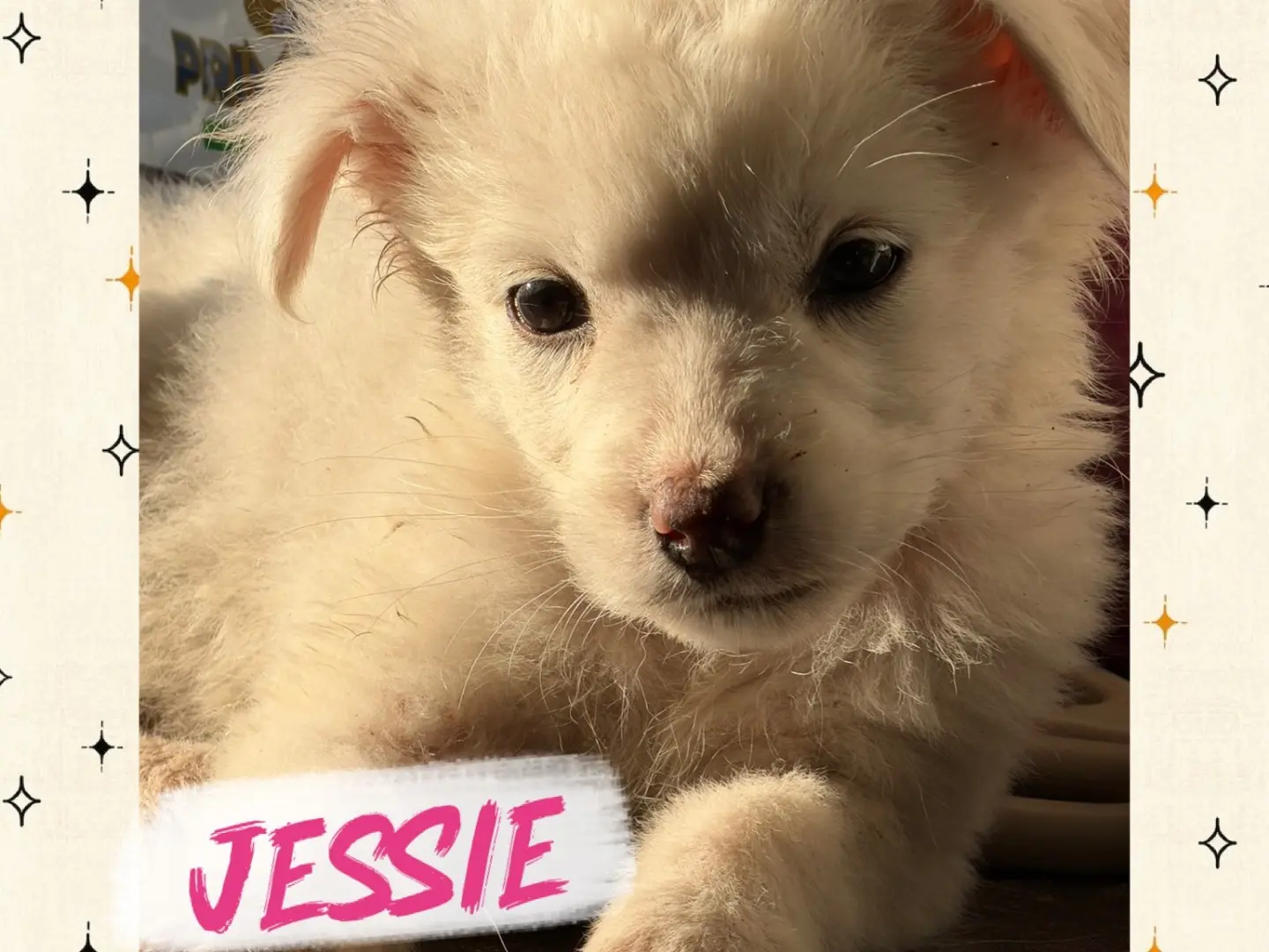Adozione cane, femmina, Razza sconosciuta Razza sconosciuta, 1 mese, taglia piccola, Catanzaro