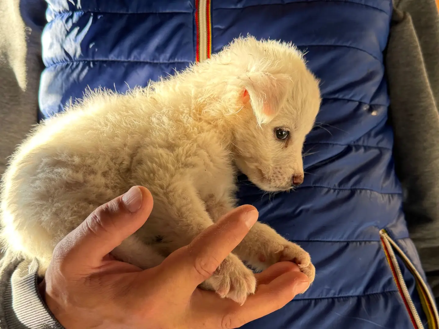 Adotta un cane, taglia piccola, femmina, Catanzaro